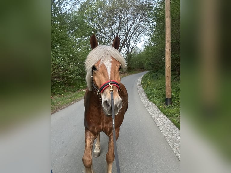 Haflinger Caballo castrado 5 años 154 cm Castaño claro in Netzschkau
