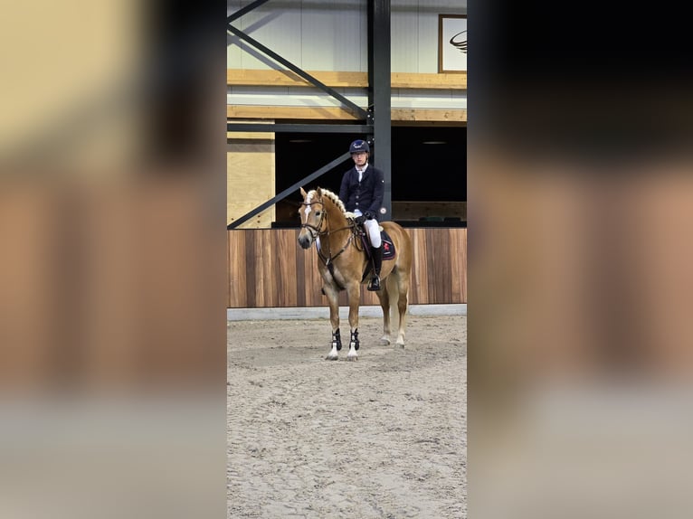 Haflinger Caballo castrado 5 años 155 cm Alazán in Wervershoof