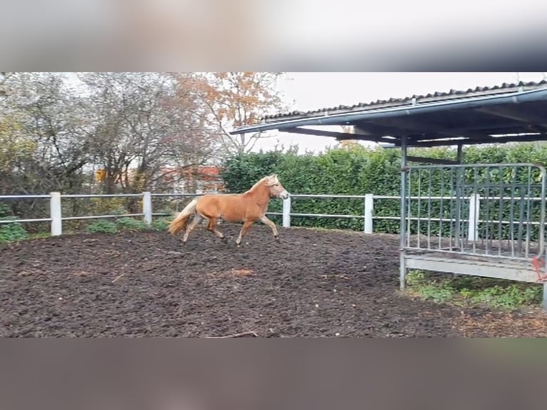 Haflinger Caballo castrado 5 años 155 cm Alazán in Niederzier