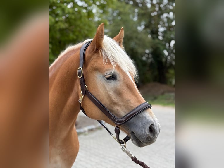 Haflinger Caballo castrado 5 años 155 cm Alazán in Mainbernheim