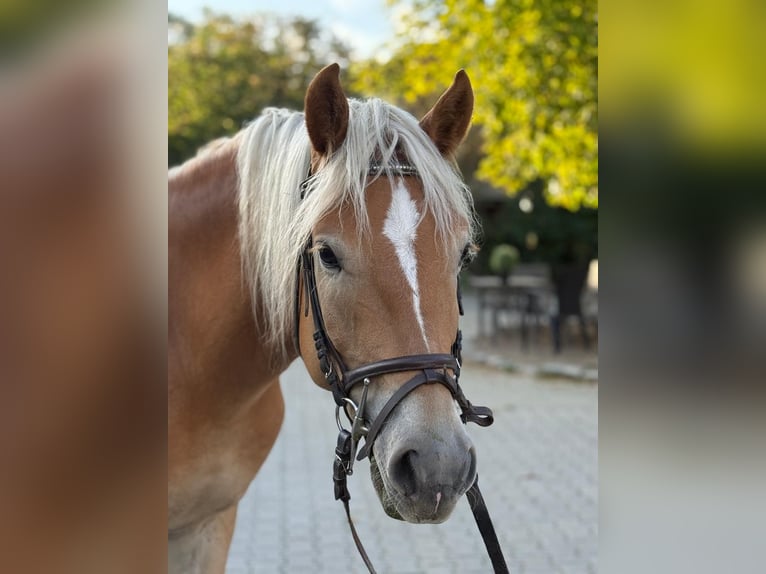 Haflinger Caballo castrado 5 años 155 cm Alazán in Mainbernheim