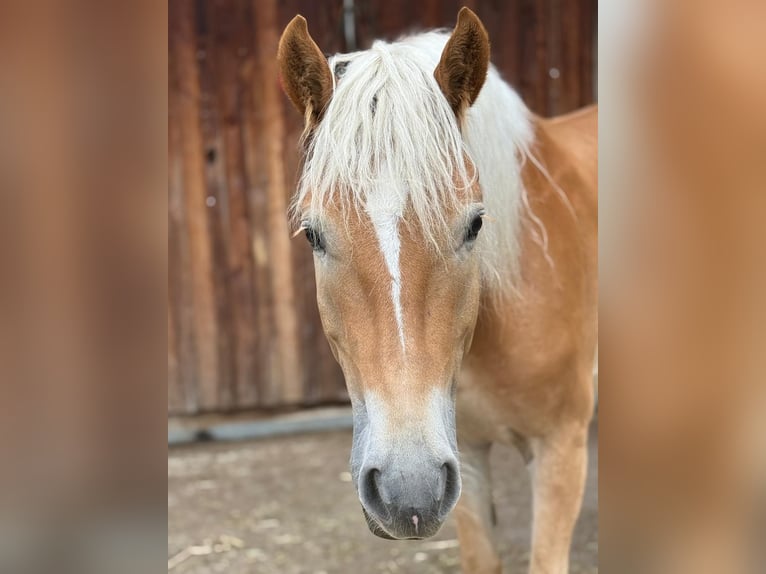 Haflinger Caballo castrado 5 años 155 cm Alazán in Mainbernheim