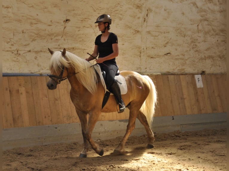 Haflinger Caballo castrado 5 años 155 cm in Bad Sulza