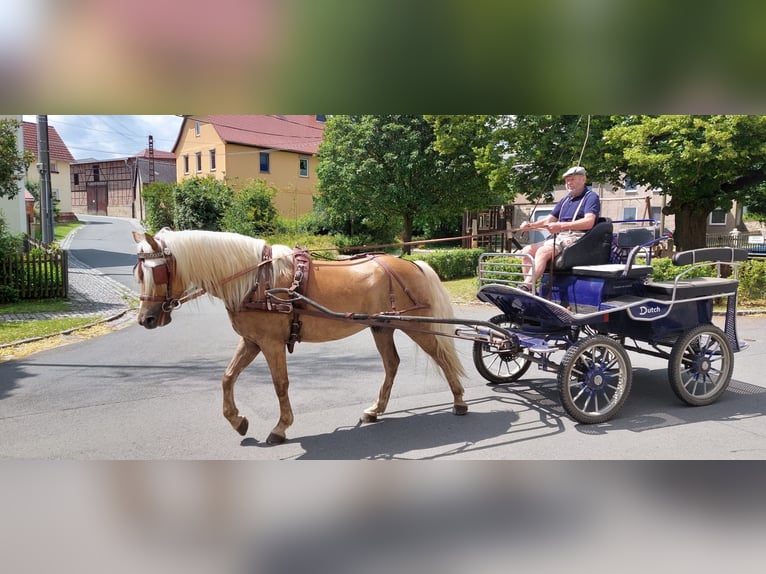 Haflinger Caballo castrado 5 años 155 cm in Bad Sulza