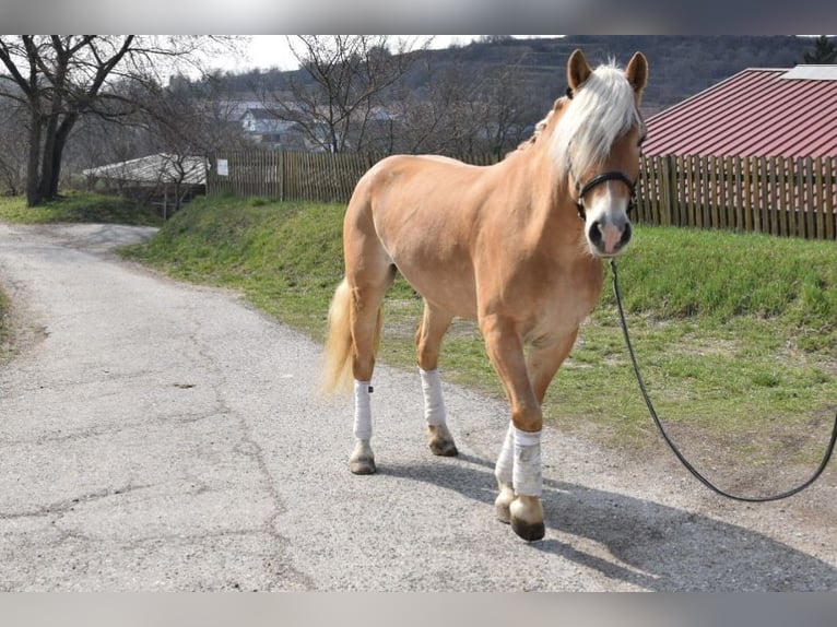 Haflinger Caballo castrado 5 años 155 cm Palomino in Strass im strassertal