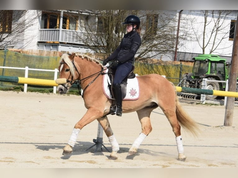 Haflinger Caballo castrado 5 años 155 cm Palomino in Strass im strassertal