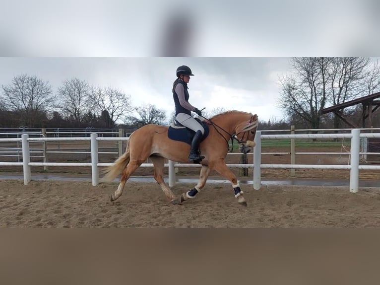 Haflinger Caballo castrado 5 años 155 cm Palomino in Strass im strassertal