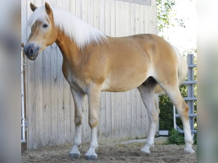 Haflinger Caballo castrado 5 años 157 cm Alazán in Sonnenbühl