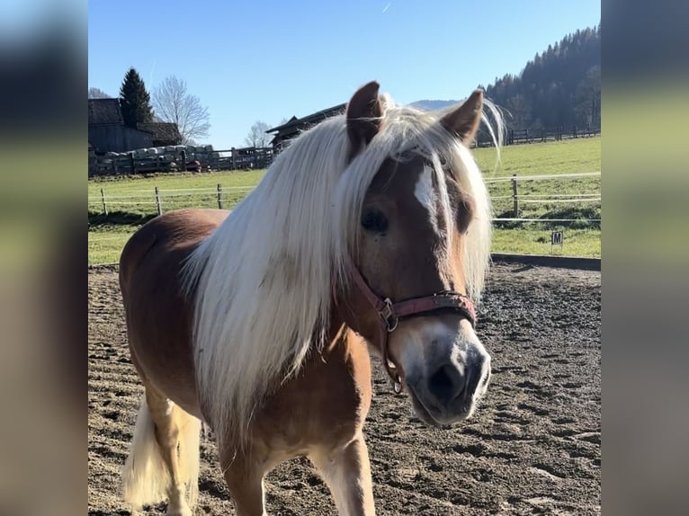 Haflinger Caballo castrado 5 años 157 cm Alazán in Sankt Peter am Kammersberg