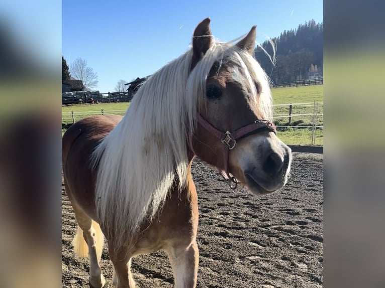 Haflinger Caballo castrado 5 años 157 cm Alazán in Sankt Peter am Kammersberg