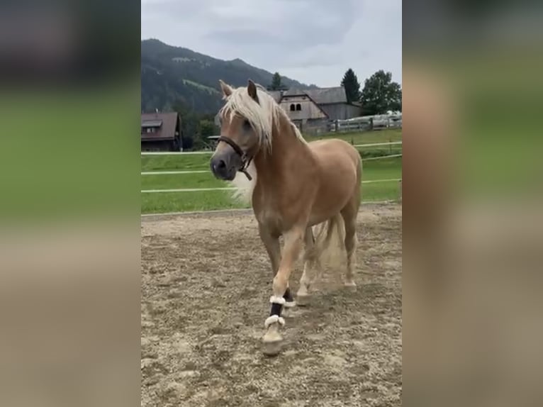 Haflinger Caballo castrado 5 años 157 cm Alazán in Sankt Peter am Kammersberg