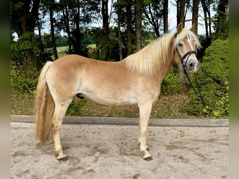 Haflinger Caballo castrado 5 años 158 cm Alazán in Davidschlag