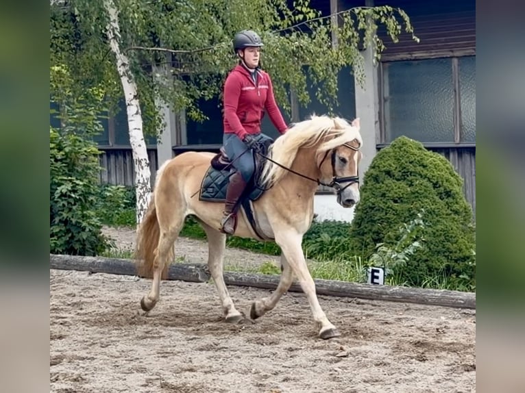 Haflinger Caballo castrado 5 años 158 cm Alazán in Davidschlag