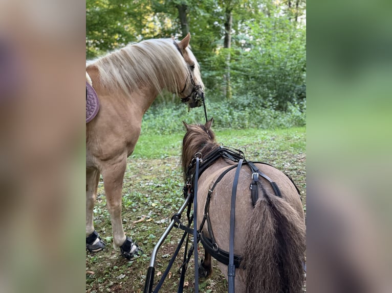 Haflinger Caballo castrado 5 años 158 cm  in Kayl