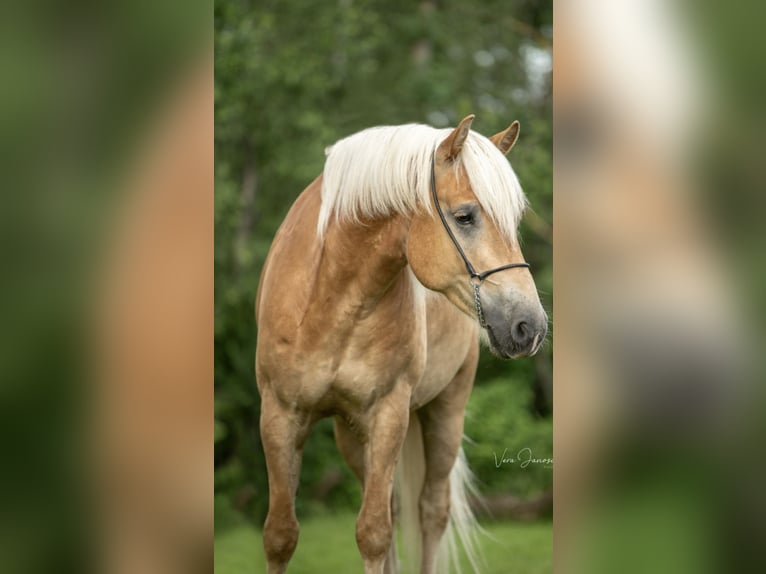 Haflinger Caballo castrado 5 años 160 cm in Rohrbach am Kulm