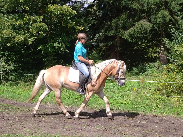 Haflinger Caballo castrado 5 años Alazán in St. Daniel im Gailtal