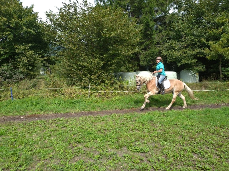 Haflinger Caballo castrado 5 años Alazán in St. Daniel im Gailtal