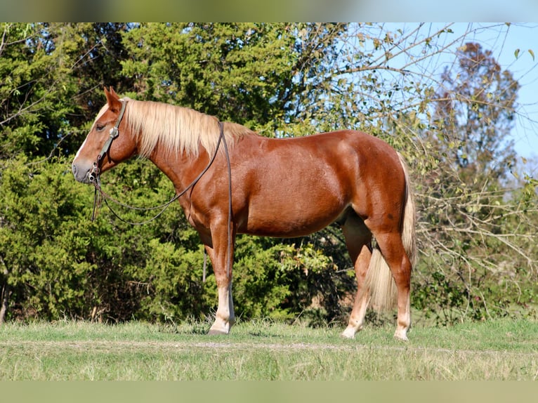 Haflinger Caballo castrado 5 años Alazán-tostado in cANTON tx