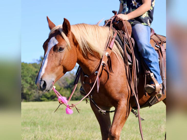 Haflinger Caballo castrado 5 años Alazán-tostado in cANTON tx