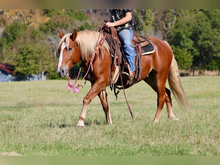 Haflinger Caballo castrado 5 años Alazán-tostado in cANTON tx