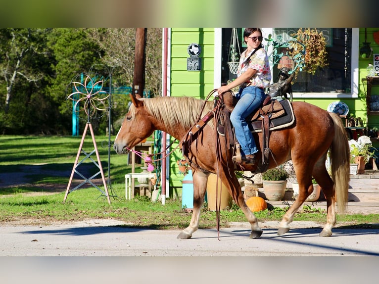 Haflinger Caballo castrado 5 años Alazán-tostado in cANTON tx