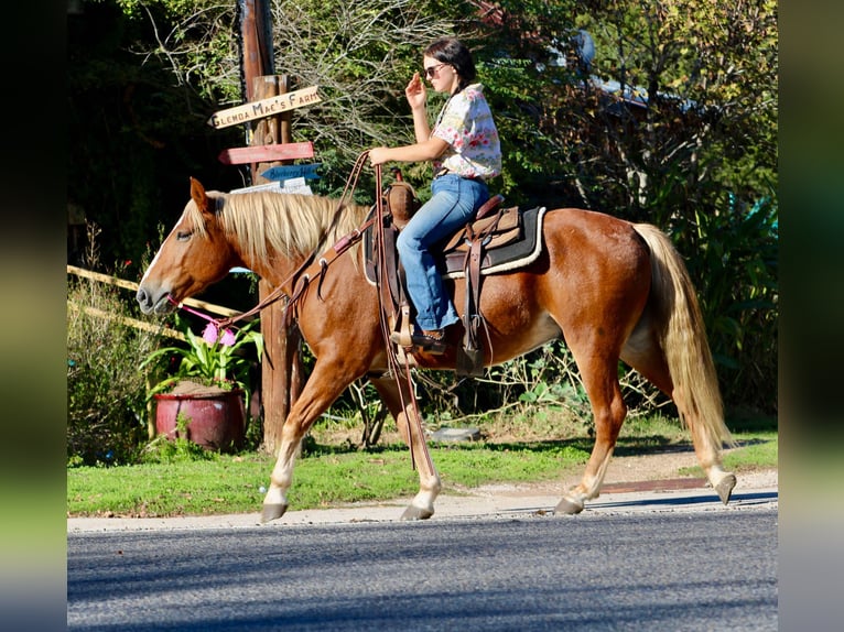 Haflinger Caballo castrado 5 años Alazán-tostado in cANTON tx