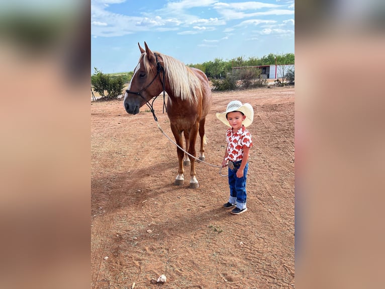 Haflinger Caballo castrado 5 años Alazán-tostado in cANTON tx