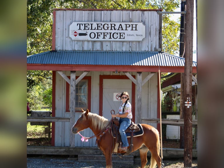 Haflinger Caballo castrado 5 años Alazán-tostado in cANTON tx