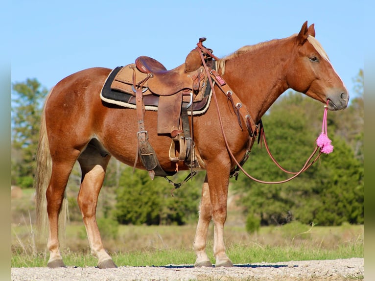 Haflinger Caballo castrado 5 años Alazán-tostado in cANTON tx