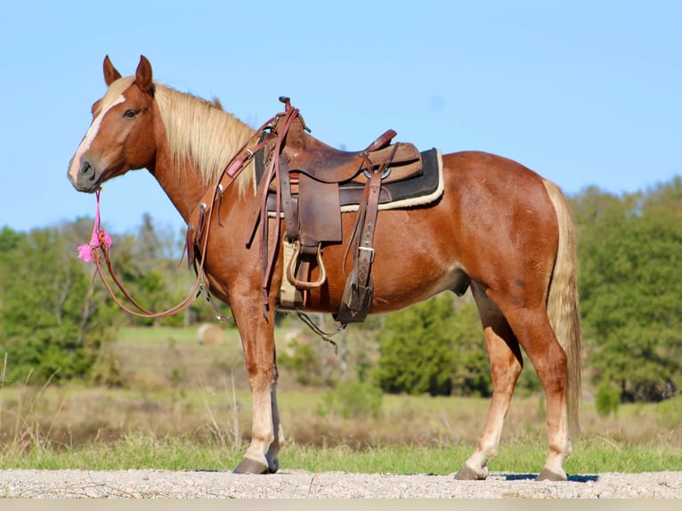 Haflinger Caballo castrado 5 años Alazán-tostado in cANTON tx