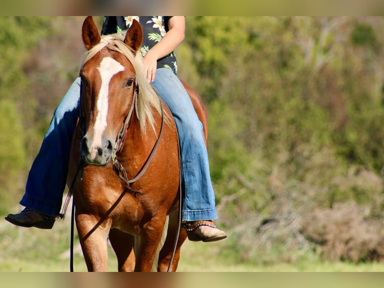 Haflinger Caballo castrado 5 años Alazán-tostado in cANTON tx