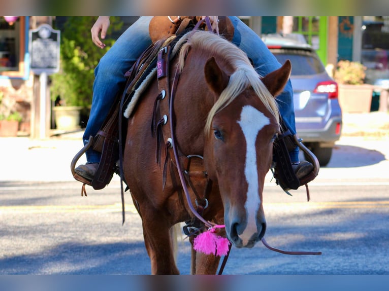 Haflinger Caballo castrado 5 años Alazán-tostado in cANTON tx