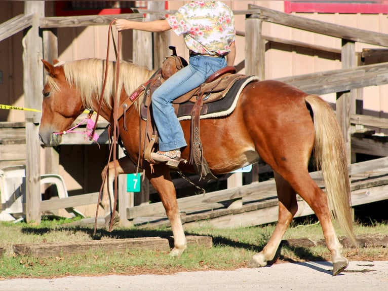 Haflinger Caballo castrado 5 años Alazán-tostado in cANTON tx