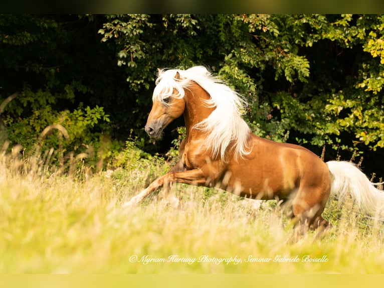 Haflinger Caballo castrado 5 años in Roßhaupten