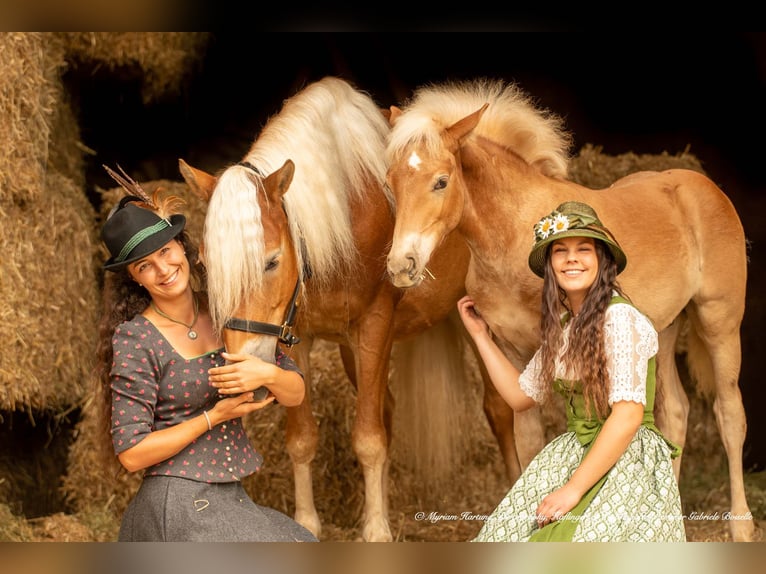 Haflinger Caballo castrado 5 años in Roßhaupten