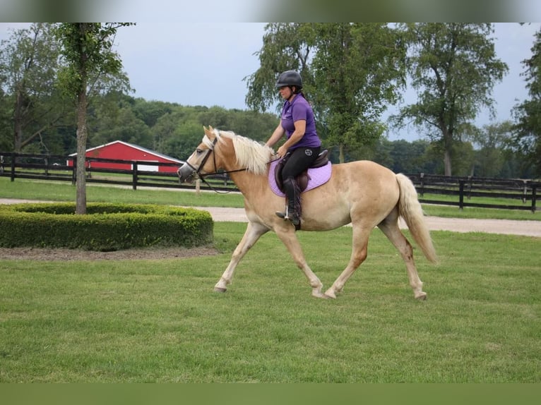 Haflinger Caballo castrado 5 años Palomino in Highland MI