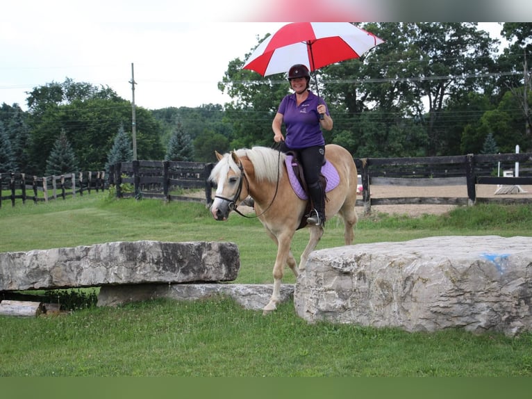 Haflinger Caballo castrado 5 años Palomino in Highland MI