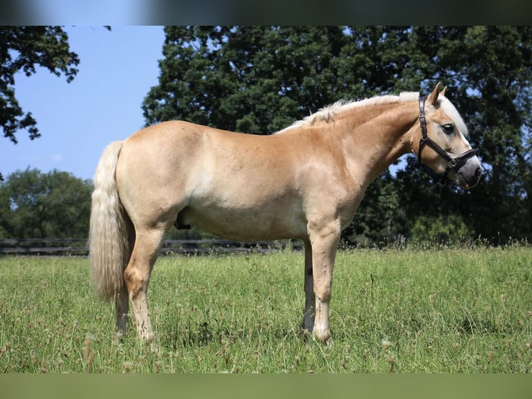 Haflinger Caballo castrado 5 años Palomino in Highland MI