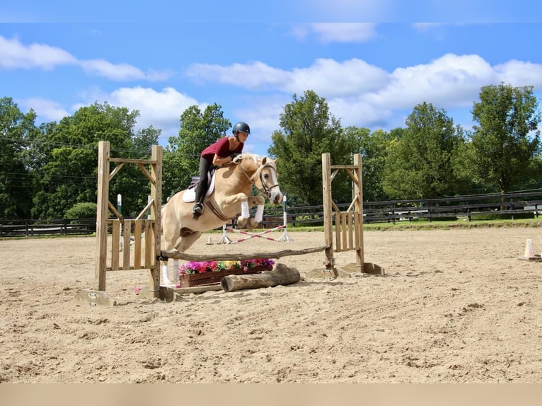 Haflinger Caballo castrado 5 años Palomino in Highland MI