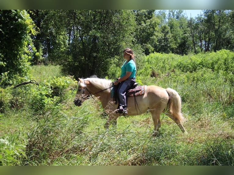 Haflinger Caballo castrado 5 años Palomino in Highland MI