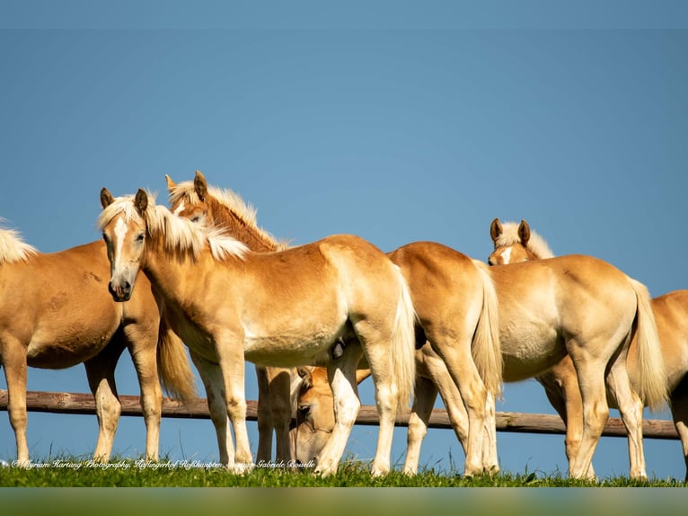 Haflinger Caballo castrado 5 años in Ro&#xDF;haupten