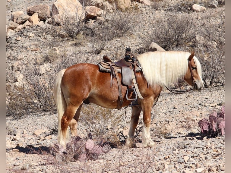 Haflinger Caballo castrado 6 años 132 cm Alazán rojizo in Joshua, tx