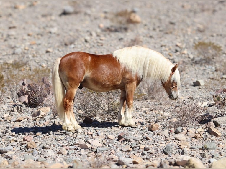 Haflinger Caballo castrado 6 años 132 cm Alazán rojizo in Joshua, tx