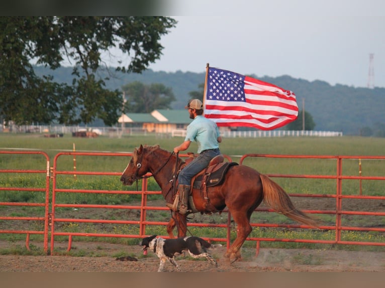 Haflinger Caballo castrado 6 años 140 cm Alazán rojizo in Kinta