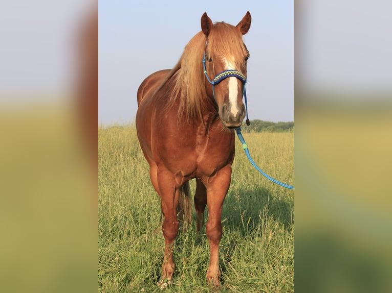 Haflinger Caballo castrado 6 años 140 cm Alazán rojizo in Kinta