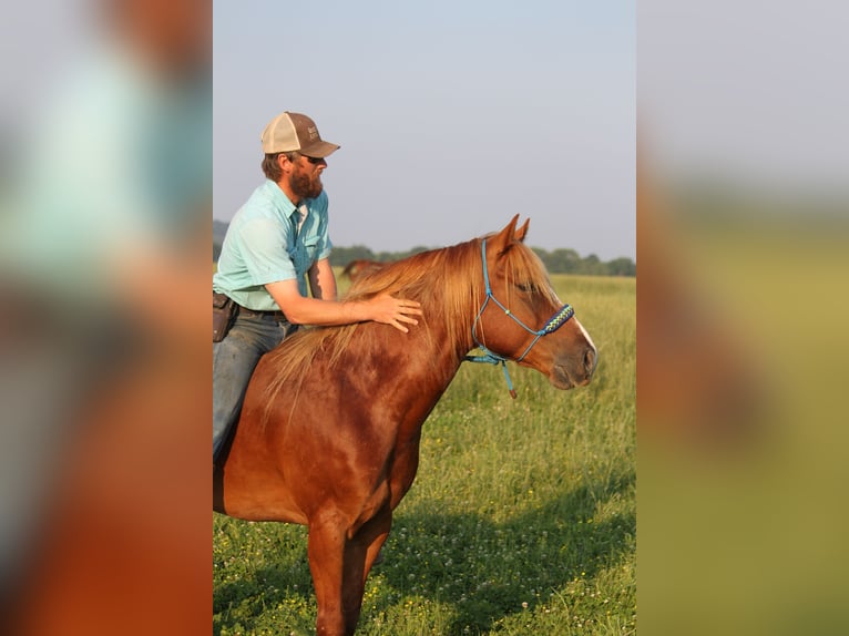 Haflinger Caballo castrado 6 años 140 cm Alazán rojizo in Kinta