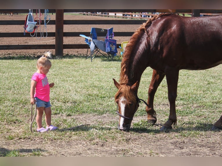 Haflinger Caballo castrado 6 años 140 cm Alazán rojizo in Kinta