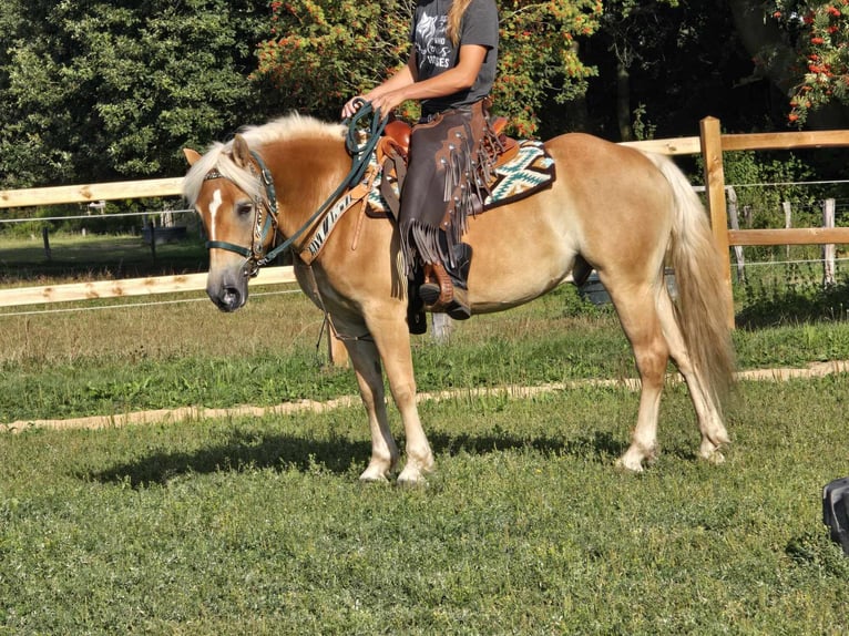 Haflinger Caballo castrado 6 años 142 cm Alazán in Linkenbach