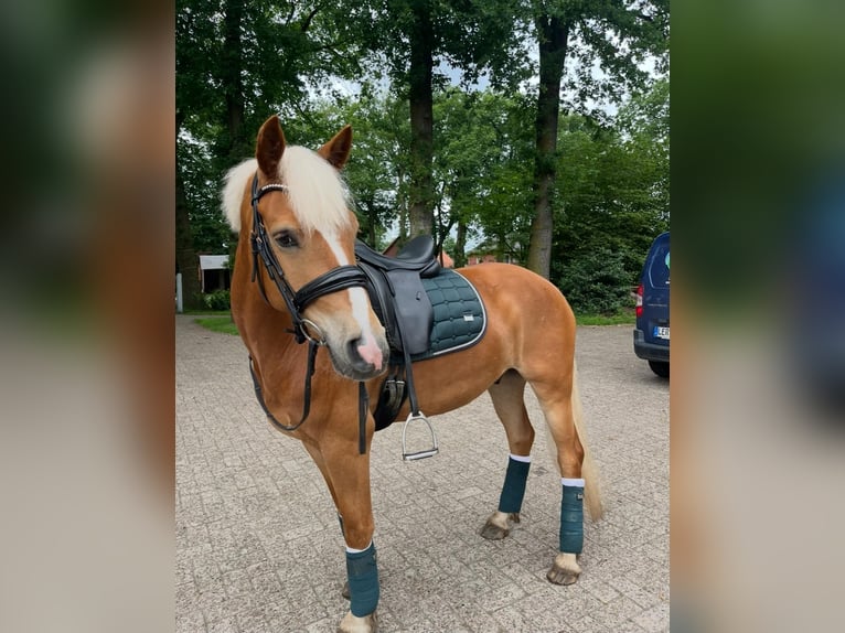 Haflinger Caballo castrado 6 años 144 cm Alazán in Garrel