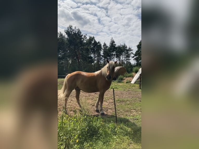 Haflinger Mestizo Caballo castrado 6 años 145 cm Alazán in Gumtow